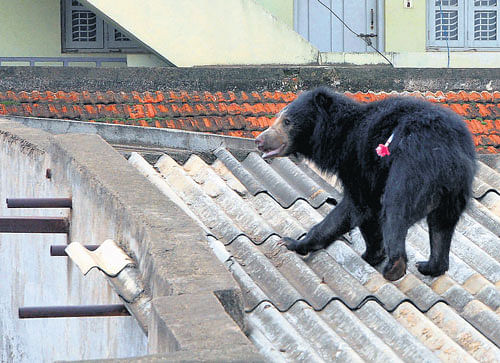 A darted bear walks on the roof of a house at BG Palya in Tumkur on Tuesday. DH Photo