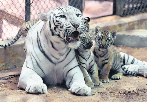 White tigress' cubs on display at Mysore zoo
