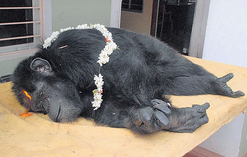 Wali, the dead chimpanzee, at the Mysore zoo. DH Photo