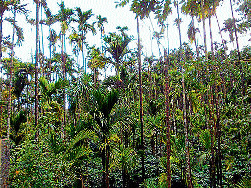 A view of fruit rot disease affected areca plantation in Sringeri taluk. DH Photo