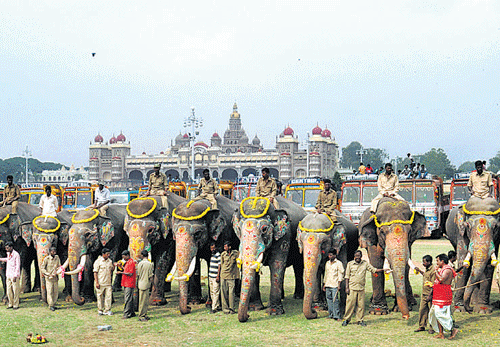 JUMBO&#8200;GANG: The fourteen elephants, which had camped at Amba Vilas Palace for Jamboo Savari, bid adieu to Mysore City on Thursday. dh photo