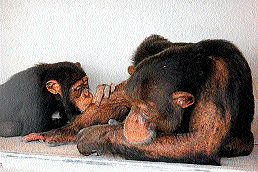 The two chimps, Kimoni and Nkosi were brought to Sri Chamarajendra Zoological Gardens from Singapore zoo, in Mysore, on Sunday. DH photo