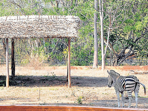 The lone zebra at its enclosure in the Zoo, in Mysore. DH Photo
