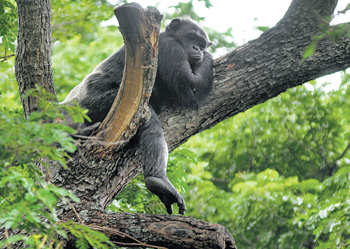 In this file picture, Polo is seen sleeping on a tree. In the last one month, he preferred to stay out of his enclosure.