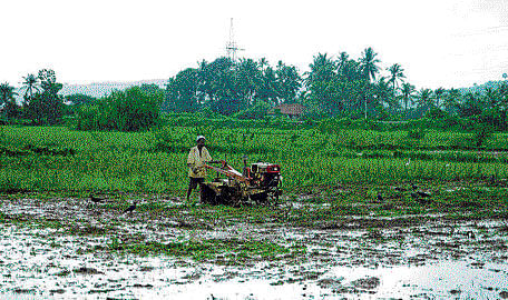 Farmers in Gadag heaved a sigh of relief with heavy rains pounding the district late on Saturday night. DH photo