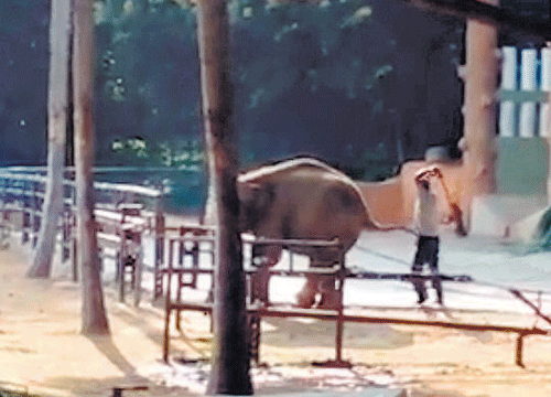 The screen grab of a video filmed by a tourist shows an  elephant being thrashed by a keeper at the Mysore zoo on  September 27.