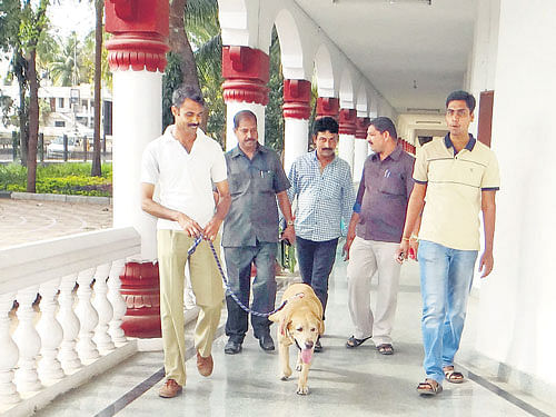 AVERTING A TRAGEDY? A sniffer dog looks for explosive material on the premises of the deputy commissioner's office in Shivamogga on Tuesday after two evening papers said they received letters that warned ofmultiple bomb blasts across the city. DH PHOTO