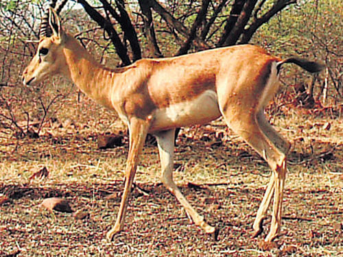 it's here A Chinkara is camera trapped by the Forest Department in Bagalkot district. PHOTO/Forest Department