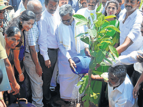 Chief Minister Siddaramaiah waters a sapling, marking the launch of a month-long green friendly drive by Zilla Panchayat, in Mysuru, on Sunday. ZP President Pushpa Amarnath, Chief Conservator of Forest B J Hosmath, Zoo Authority of Karnataka Chairperson Rihana Bhanu, MLA Vasu and others are seen.DH PHOTO