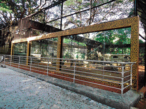New enclosures have been constructed for lions  and leopards in the zoo. DH