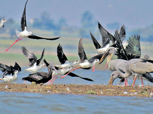long flight Rare birds that have migrated to the backwaters of Tungabhadra river near Bannigola of Hagaribommanahalli taluk in Ballari district. DH PHOTO