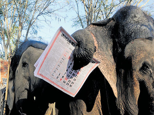 A Dasara elephant releases the calender of HD Kote Taluk Journalists'Association onWednesday. DH PHOTO