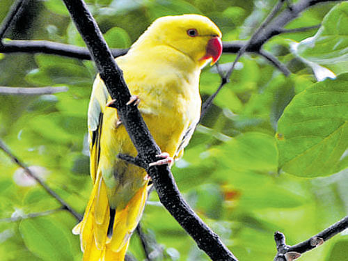 The suspects were caught in Bengaluru when they were transporting the birds by bus. DH&#8200;FILE&#8200;PHOTO