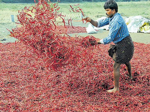 A farmer spreads out chillies for drying at Vakrani camp on the outskirts of Ballari. dh photo