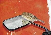Mysore zoo to breed sparrow in captivity