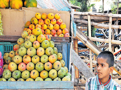 Fruit vendors on the streets of Chikkamagaluru welcomed the mango as its season commenced. DH photo