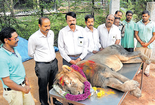 Officials and staff pay homage to Shankar, the lion who died of illness at the Chamarajendra Zoological Gardens in Mysuru on Tuesday. DH&#8200;Photo