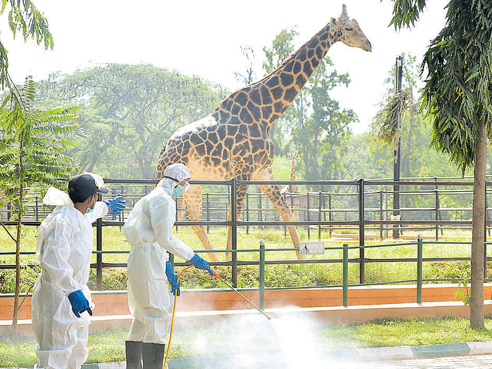 The Mysuru zoo has been closed after six birds died of Avian Influenza (H5N8). DH FILE photo