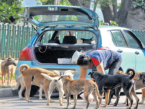 The apex court has been hearing a batch of petitions on issues relating to orders passed by various civic bodies on culling of stray dogs which have become a menace, especially in Kerala and Mumbai.  File photo