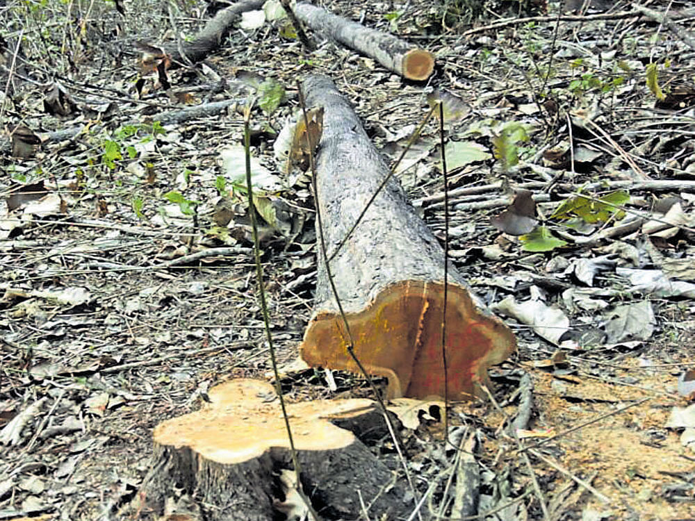One of the teakwood trees felled at Devadana reserve forest in Balehonnur of Chikkamagaluru district. dh photo