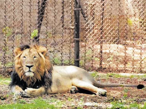 Anacondas, lion to be new attractions at Mysuru zoo
