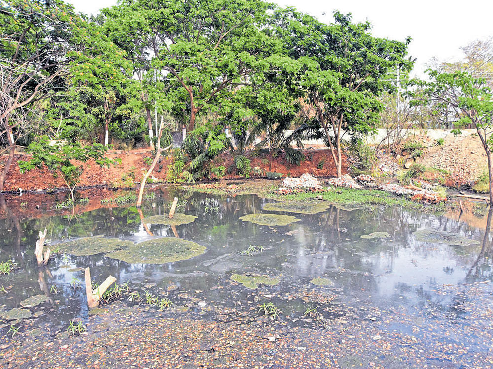 A pond has been turned into a cess near German Press, where new deputy commissioner's office is coming up, at Siddharthanagar in Mysuru. The foul smell emanating from the cess pool has made the lives of the residents miserable, besides posing health hazards. DH photo