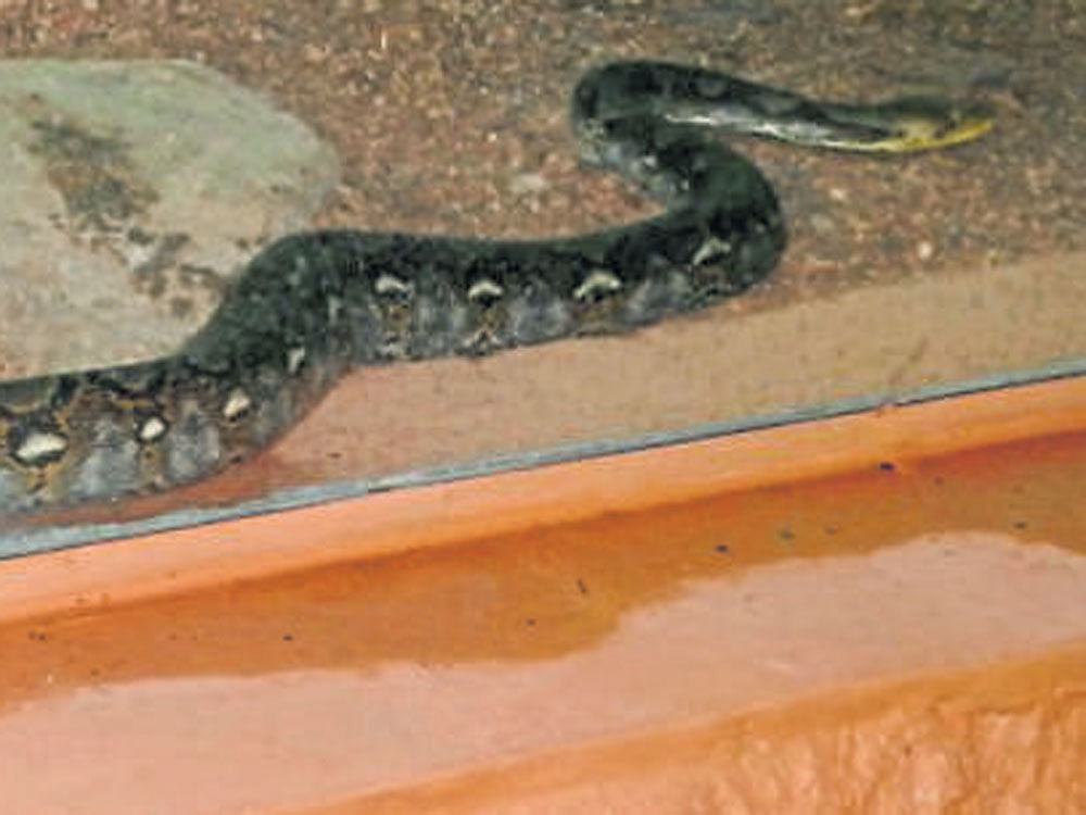 Reticulated python, acquired under animal exchange  programme from Arignar Anna Zoological Park, Chennai, is seen at its enclosure in Mysuru zoo.