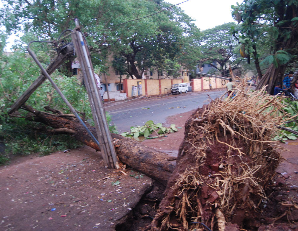 A tree on Karwar Road in Hubballi got uprooted and brought down an electricity pole  on Saturday. DH PHOTO