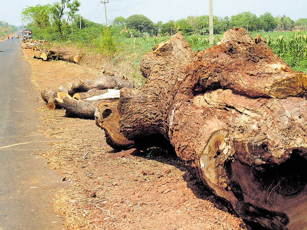 Some of the trees that were felled for widening of NH 218 at Anagawadi Cross in Bilagi taluk of Bagalkot district. dh photo