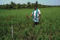 A farmer from Hasudi village near Shimoga displaying paddy saplings infected with  blast disease. dh photo