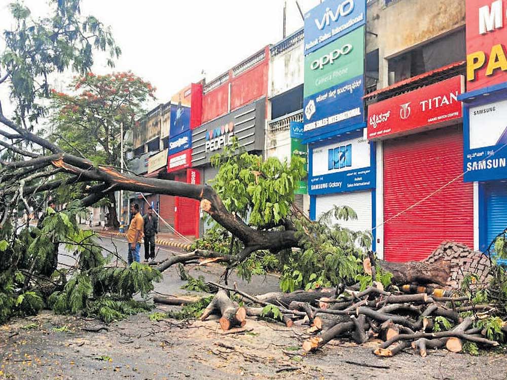 A tree was uprooted on Devaraj Urs Road in Mysuru due to heavy rain in the wee hours  of Wednesday. DH photo