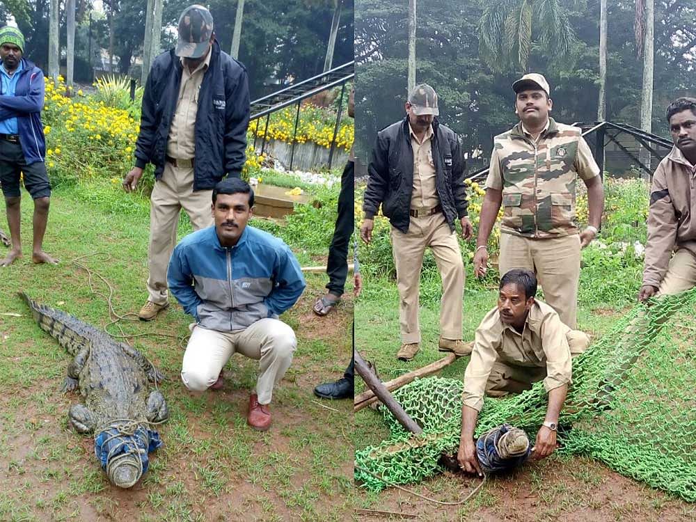 The crocodile, which is one and half years, old was brought to the forest office and later released to the Gende Hosahalli river. DH Photo