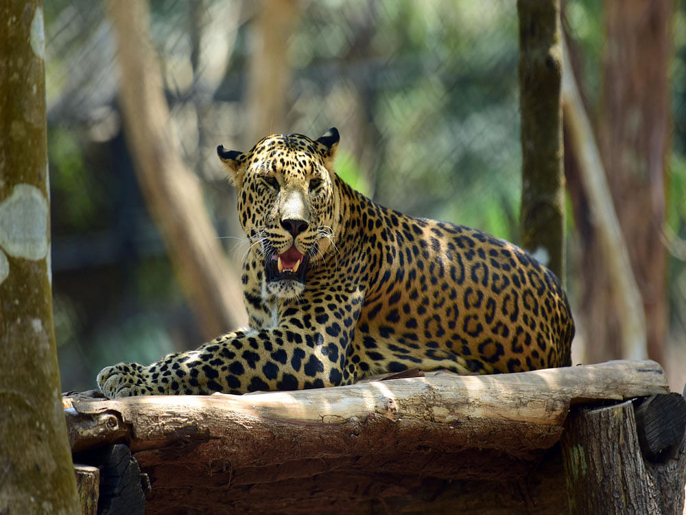 The leopard entered the Zoological gardens, causing quite the scare for the visitors and personnel. Representative image.