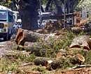 Paving the way: Trees on Mysore Road being felled for the road-widening work. DH Photo