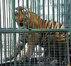 caged: The tiger which was captured in Gonikoppa in Kodagu district dh photo