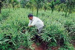 A farmer working in a ginger farm in Chikmagalur. DH Photo