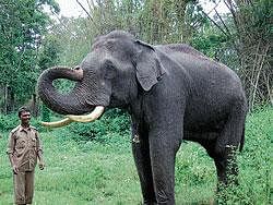 Elephant Vikram getting ready to participate in the Mysore Dasara, at Dubare elephant camp near Kushalnagar.