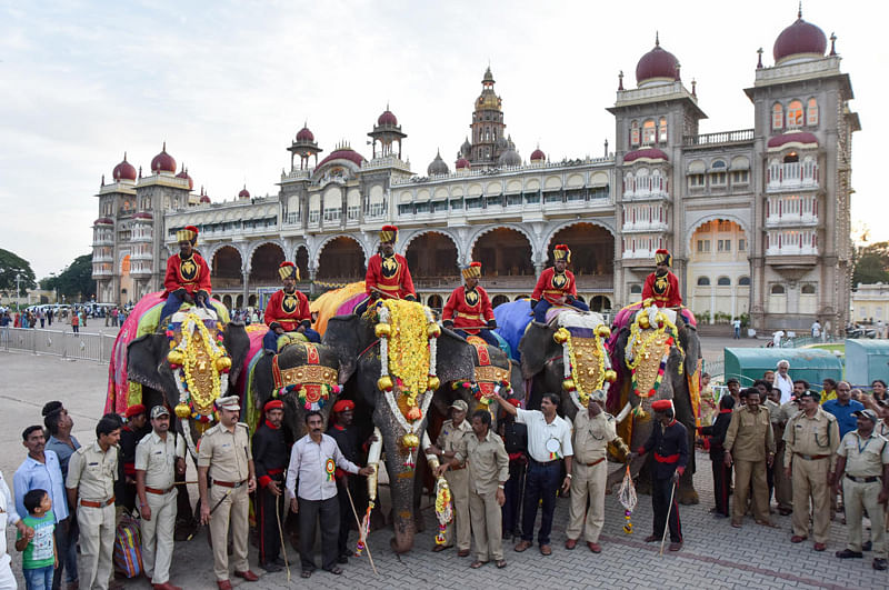 This year, 12 elephants, including four she-elephants from four camps, are in the city on the premises of the Mysuru Palace, rehearsing for the Jamboo Savari. (DH Photo)