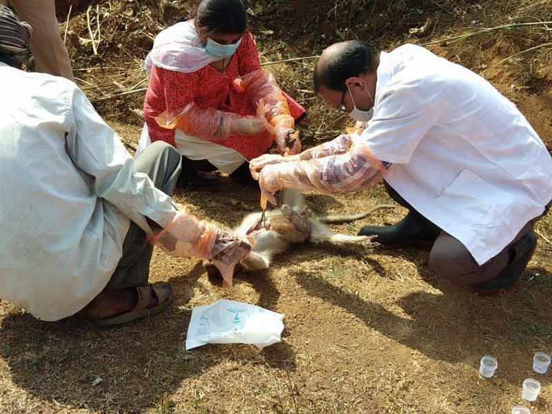 Of the four monkeys, two were found dead on the premises of the famed Sridhara Ashram at Varadahalli in Sagar taluk. (DH Photo)