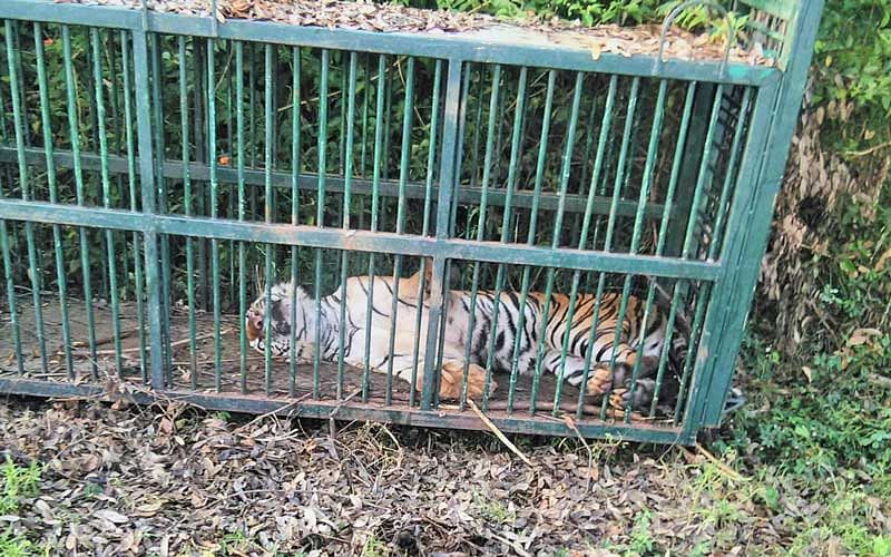 The forest department had placed the cage following complaints from the villagers. (DH Photo)