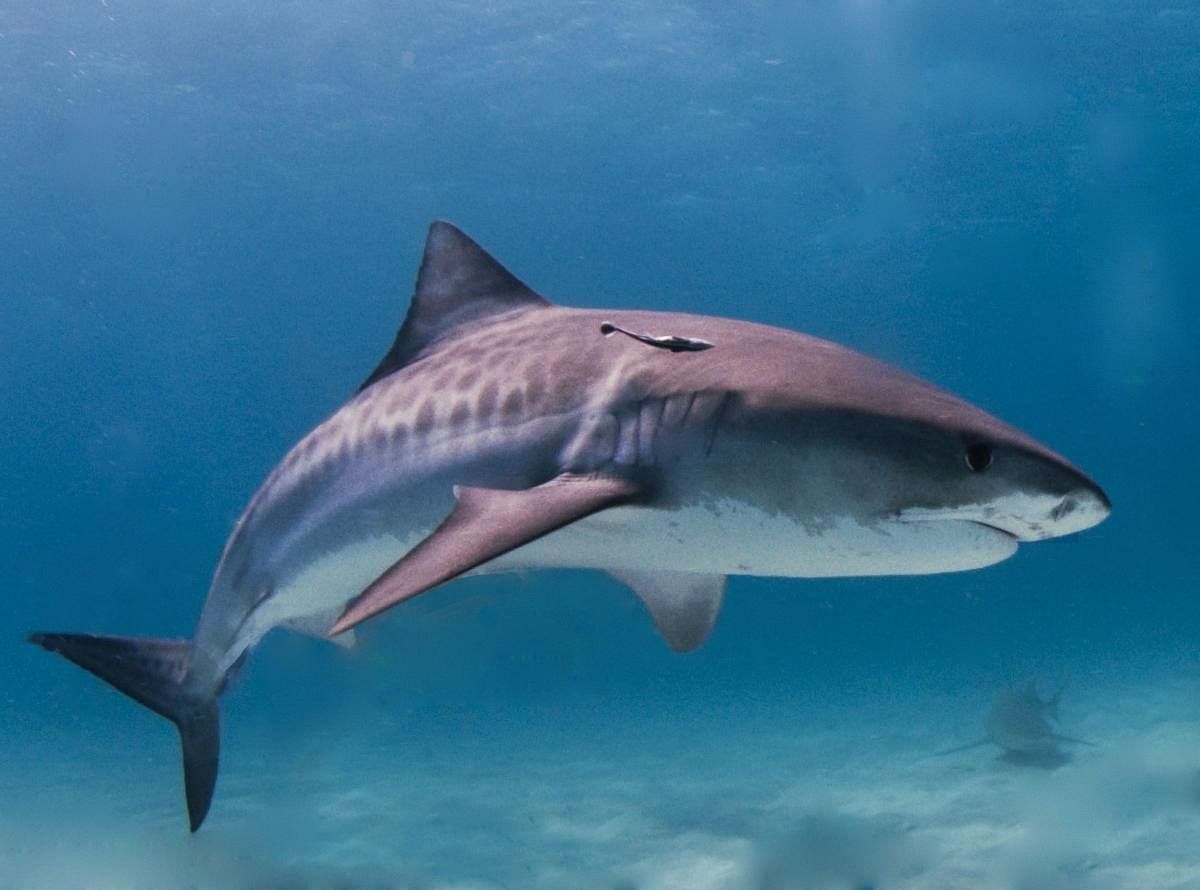 Seventeen of 58 species evaluated were classified as facing extinction, the Shark Specialist Group of the International Union for the Conservation said late Thursday. File photo