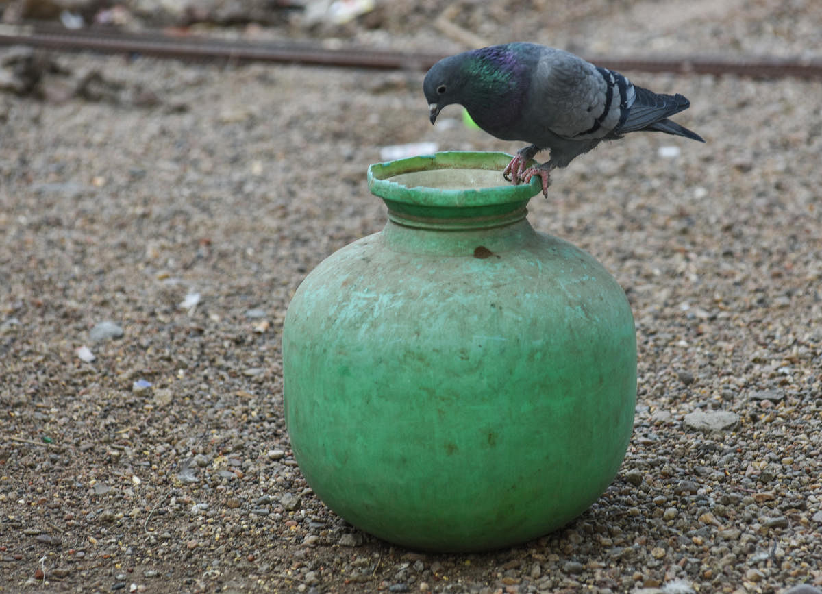 A pigeon looks for water in a plastic pot to quench his thirst on World Water Day at Station Bazaar in Kalaburagi. DH Photo/ Prashanth HG