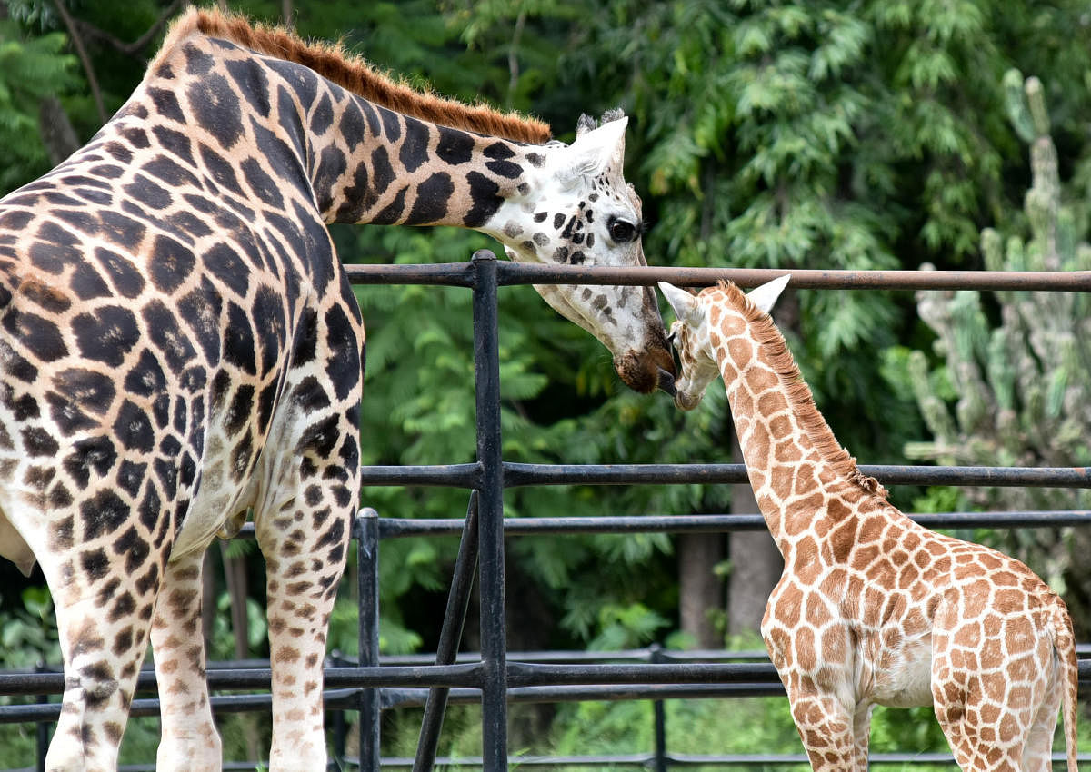 Giraffe Khushi seen with her newborn Trishika in Mysuru Zoo on Thursday. dh PHOTO