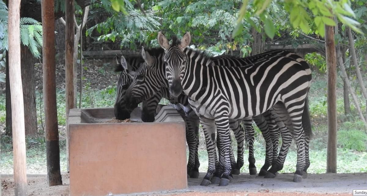 Newly arrived zebras in Mysuru Zoo.