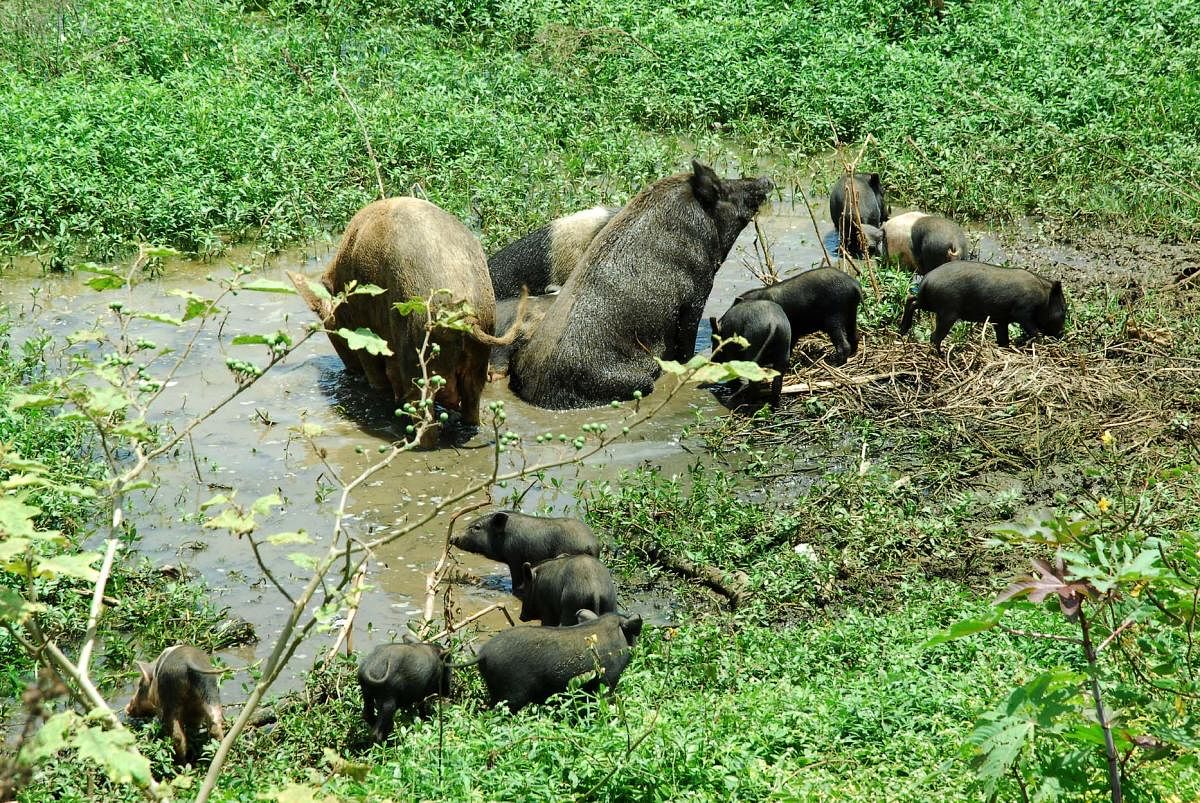 The Basavanahalli-Dantaramakki lake has turned into an abode of swines.