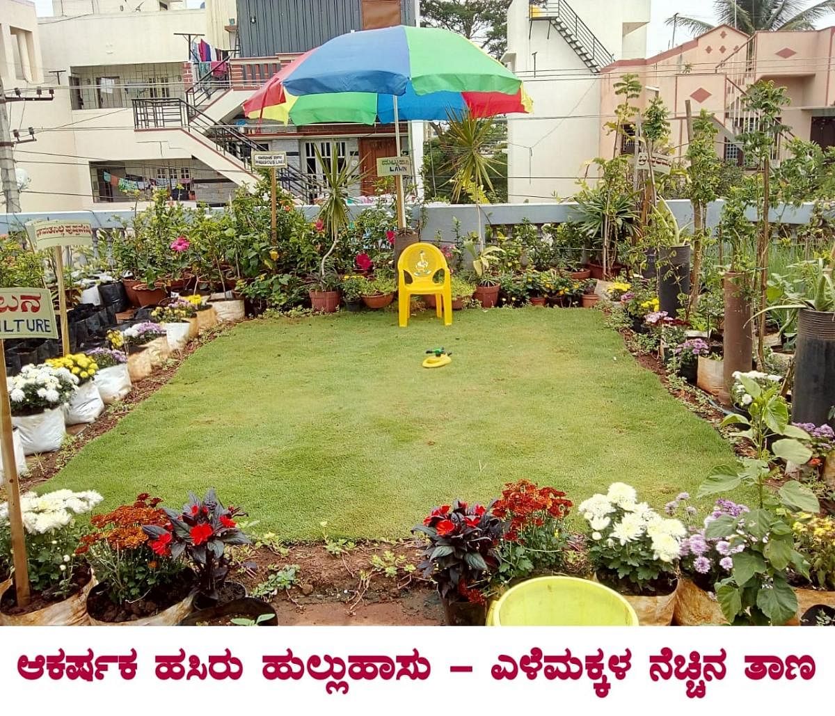 Organic way: Views of the terrace garden developed by agriculture scientist Rudraradhya (centre) in Mysuru; (below) Rudraradhya’s son harvesting tomatoes. photos by author