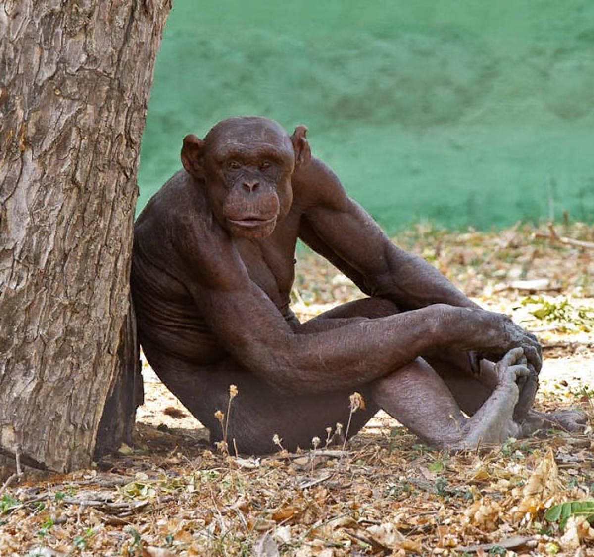 A photo of Chimpazee, 'Guru' in Sri Chamarajendra Zoological Gardens in Mysuru City.