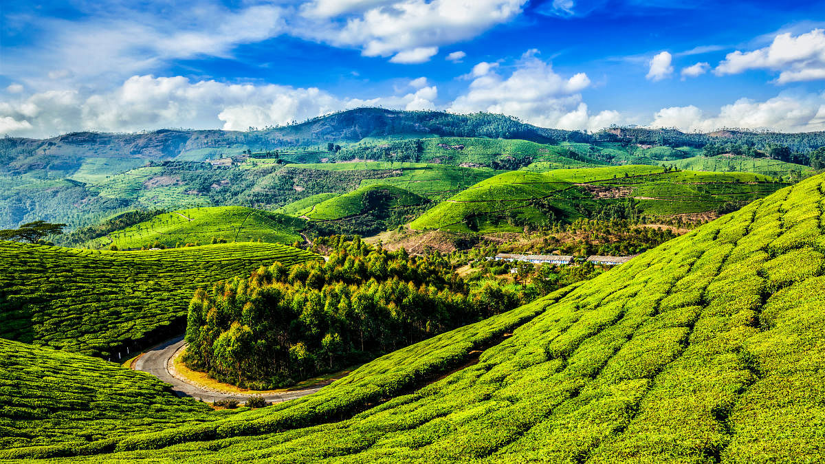 Tea plantations in Munnar