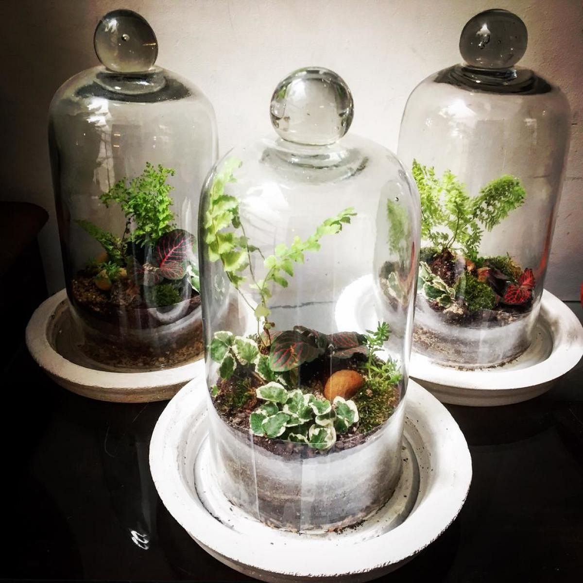 Each terrarium has to get the balance of all the elements just right.