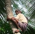 Coconut Climbers in short supply in Kerala and other states